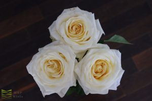 trzy białe róże